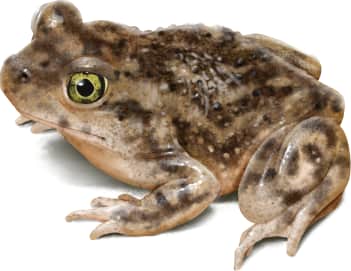 Couch's Spadefoot — Female Couch's Spadefoot