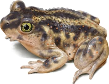 Eastern Spadefoot