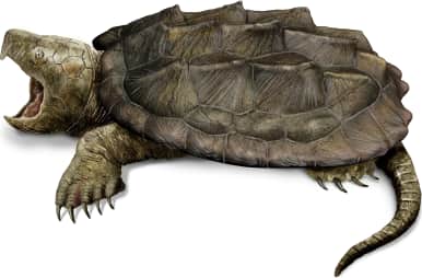 Suwannee Alligator Snapping Turtle