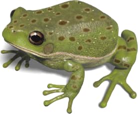Barking Tree Frog