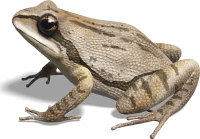 Cajun Chorus Frog
