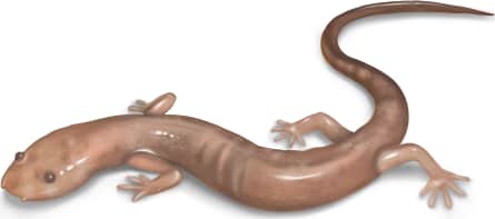 Northern Grotto Salamander