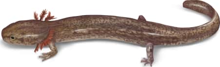 Jollyville Plateau Salamander