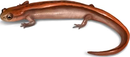 Bog Dwarf Salamander