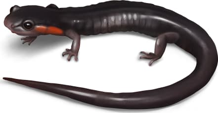 Red-cheeked Salamander