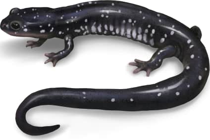 Mississippi Slimy Salamander