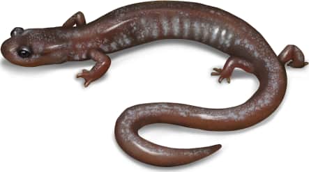 Jemez Mountains Salamander