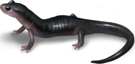 Northern Gray-cheeked Salamander