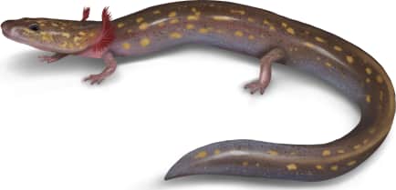 Ouachita Streambed Salamander