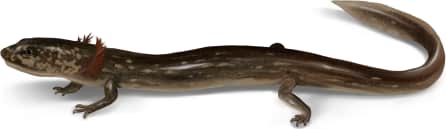 Valdina Farms Salamander