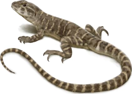 Blunt-nosed Leopard Lizard