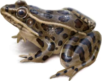 Plains Leopard Frog