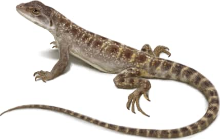 Cope's Leopard Lizard