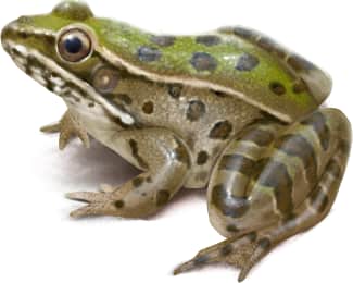 Southern Leopard Frog