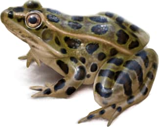 Rio Grande Leopard Frog