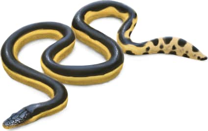 Yellow-bellied Sea Snake