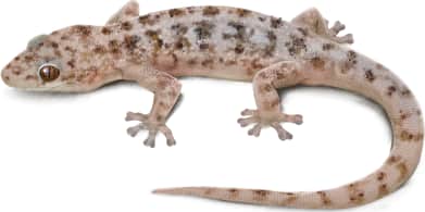 Peninsular Leaf-toed Gecko