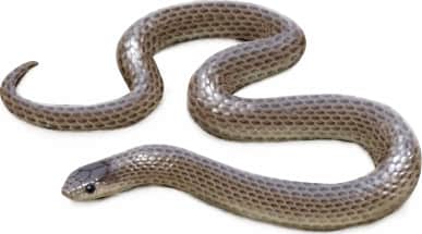 Taylor’s Ground Snake
