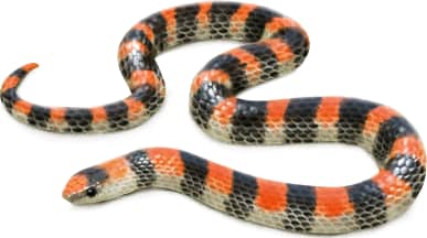 Great Plains Ground Snake
