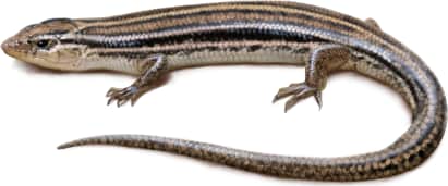 Prairie Skink