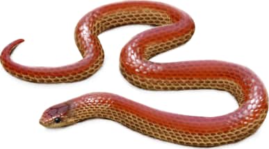 Great Plains Ground Snake — Striped morph