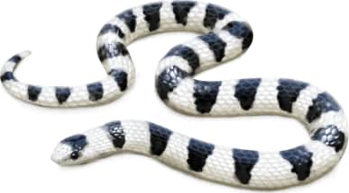 Great Plains Ground Snake — Banded morph