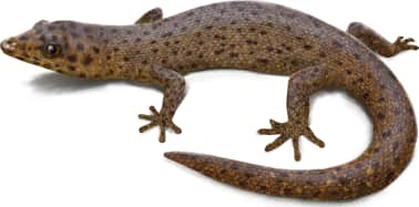 Reef Gecko
