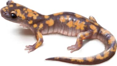 Ensatina — Sierra Nevada Ensatina