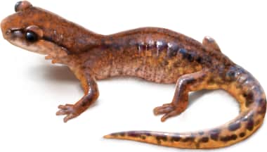 Ensatina — Painted Ensatina