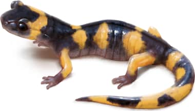 Ensatina — Large-blotched Ensatina
