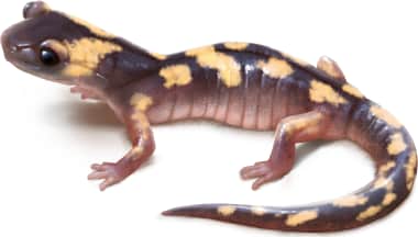 Ensatina — Yellow-blotched Ensatina