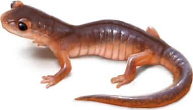 Ensatina