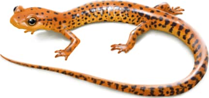 Long-tailed Salamander