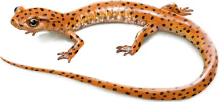 Cave Salamander