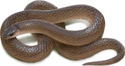 Rough Earthsnake