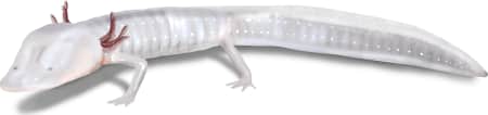 Texas Blind Salamander