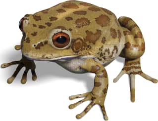 Lowland Burrowing Tree Frog