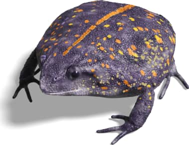 Mexican Burrowing Toad