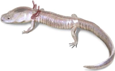 Blanco Blind Salamander