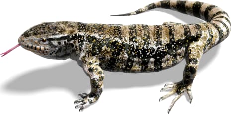 Argentine Black-and-white Tegu