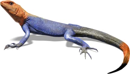 Peters's Rock Agama