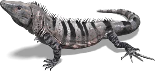 Black Spiny-tailed Iguana