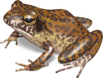Greenhouse Frog