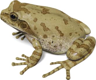 Mexican Smilisca