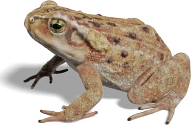 Giant Toad
