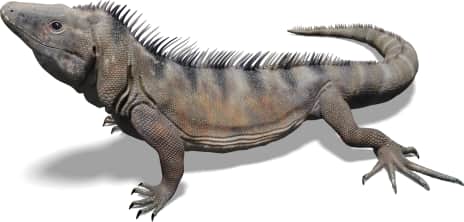 Western Spiny-tailed Iguana