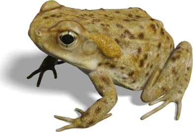 Cane Toad