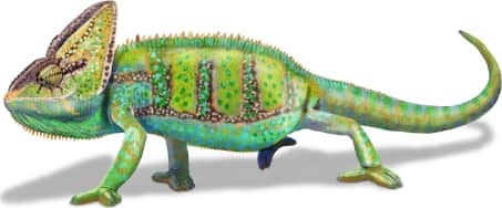 Veiled Chameleon