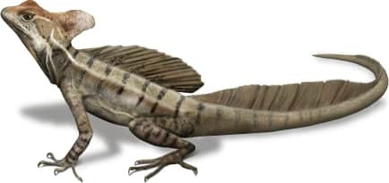 Brown Basilisk