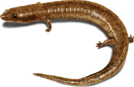 Tennessee Cave Salamander — Metamorphosed form